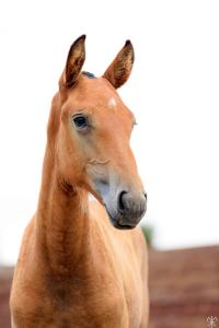 Photo cheval a vendre SAMBUCA DE LA GESSE